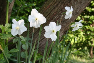 Narcissus 'Polar Ice' bestellen